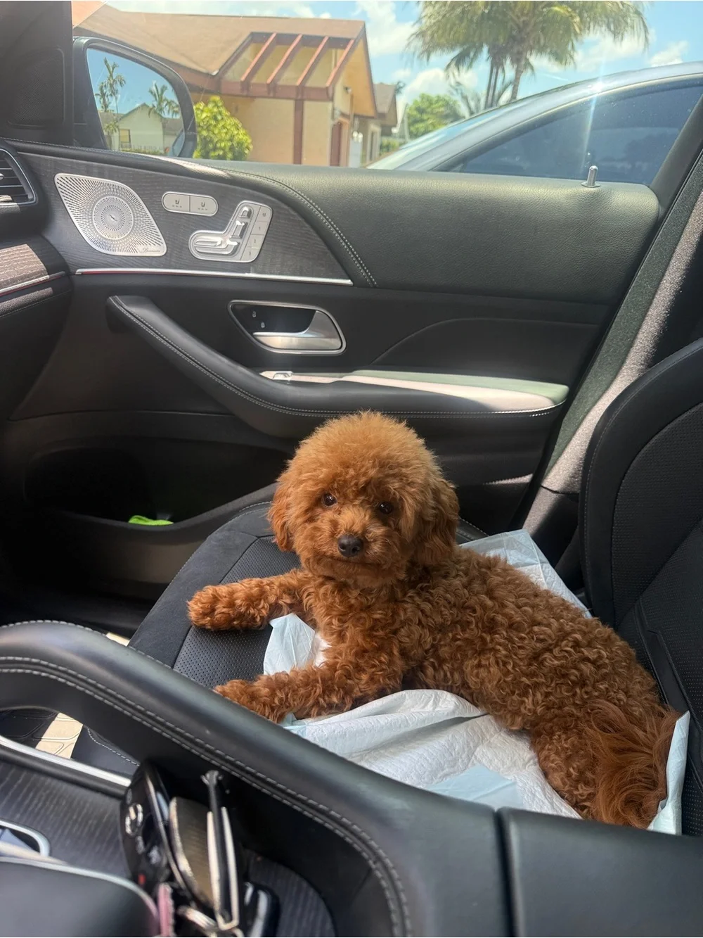 Toy poodle
